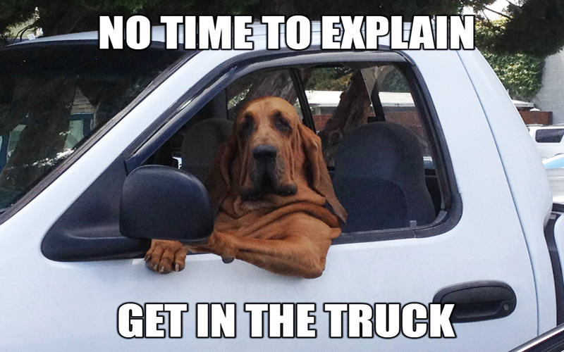 funny-dog-driving.jpg
