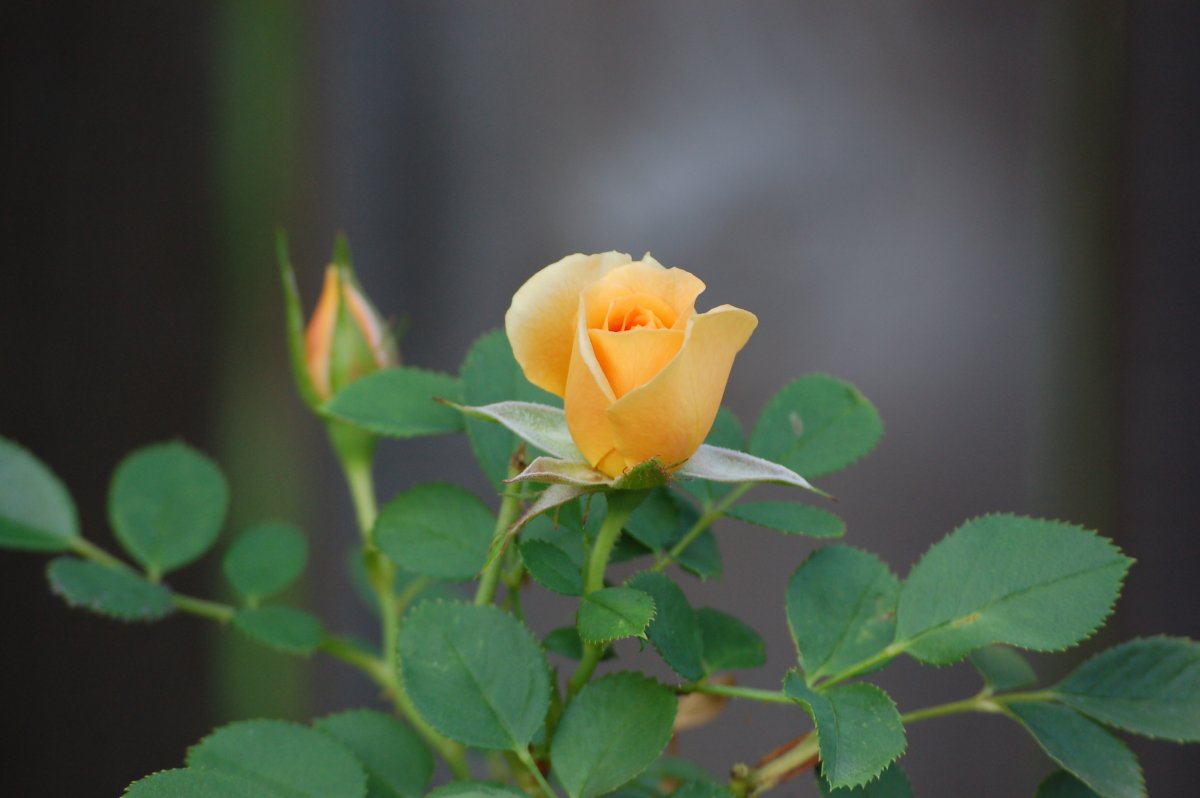 X Rose 1.jpg