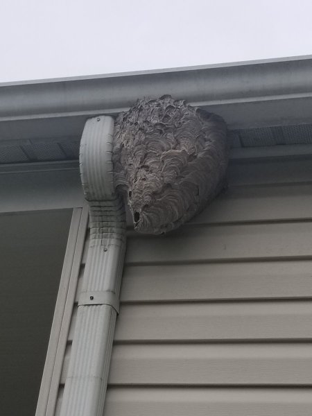 Large Hornets nest.jpg